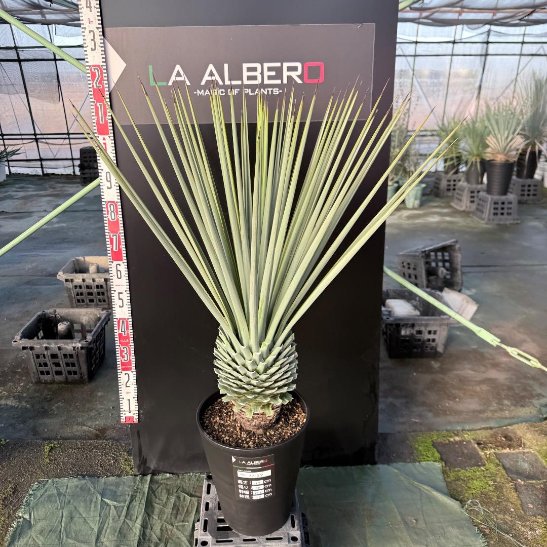 P*W様 【AL1127】ユッカ　リギダ