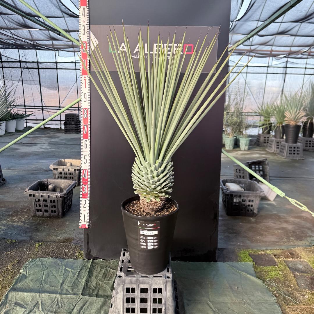 P*W様 【AL1127】ユッカ　リギダ