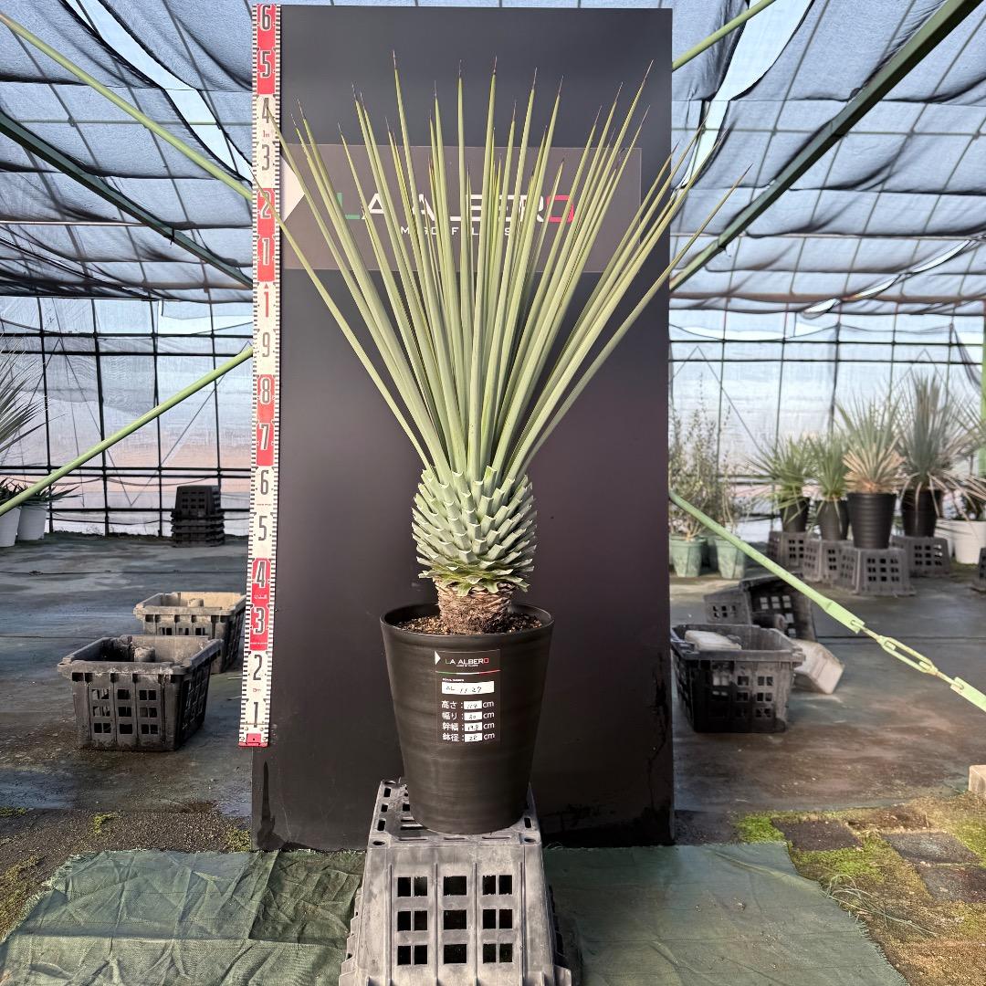 P*W様 【AL1127】ユッカ　リギダ