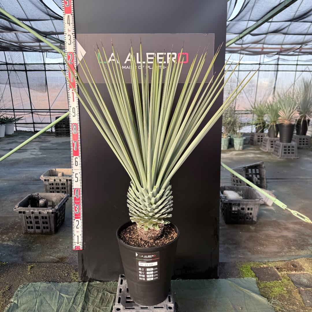 P*W様 【AL1127】ユッカ　リギダ