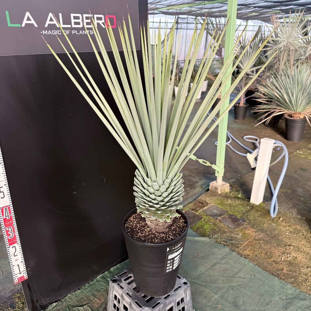 P*W様 【AL1127】ユッカ　リギダ