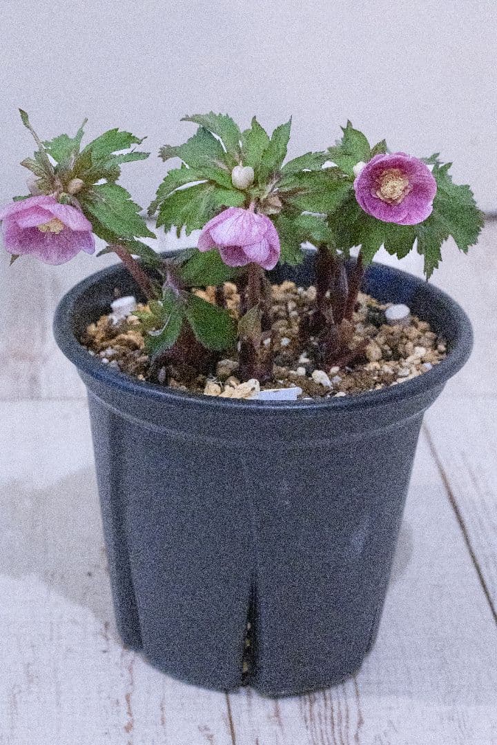 クリスマスローズ 大木ナーセリー オキシデンタリス系いろはsd