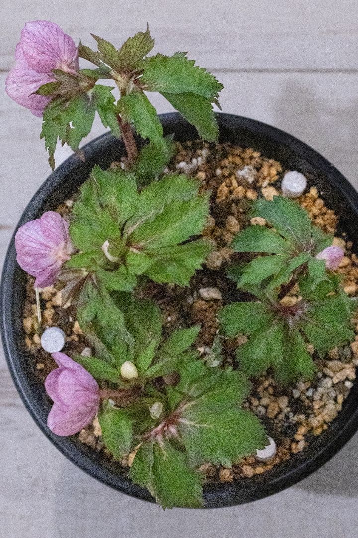 クリスマスローズ 大木ナーセリー オキシデンタリス系いろはsd