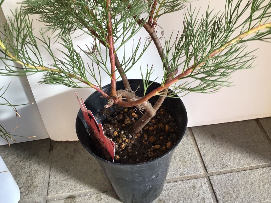 Sao‼︎ 2個お纏め商品