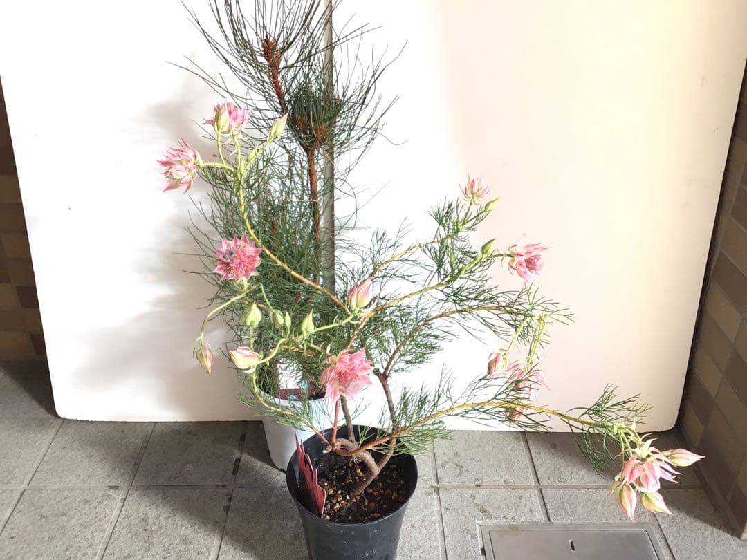 Sao‼︎ 2個お纏め商品