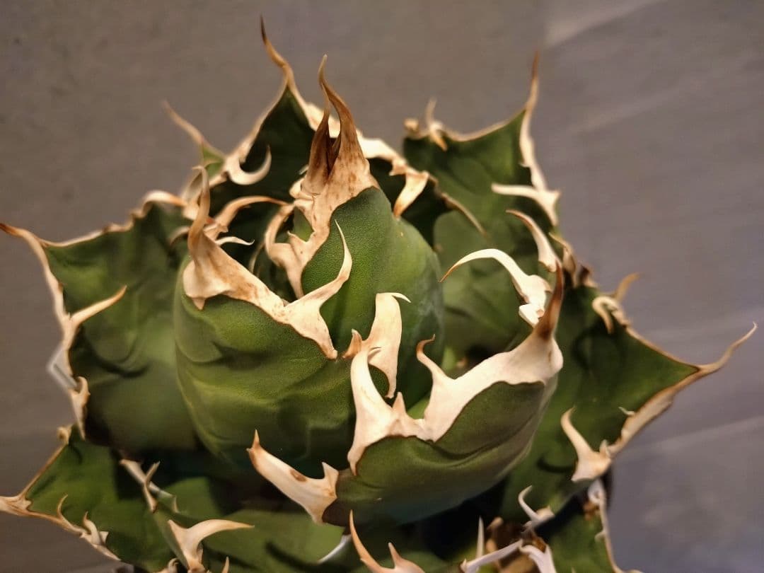 アガベ　チタノタクレイジー　ボール型