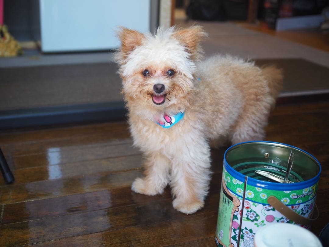 OLYMPUS OM-D E-M10 Mark III シルバー 本体