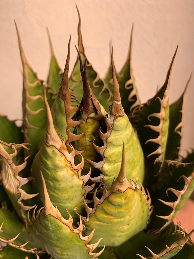 アガベ ホリダ　US株 コレクション　ロックガーデン　陽炎　ワイルド　USA