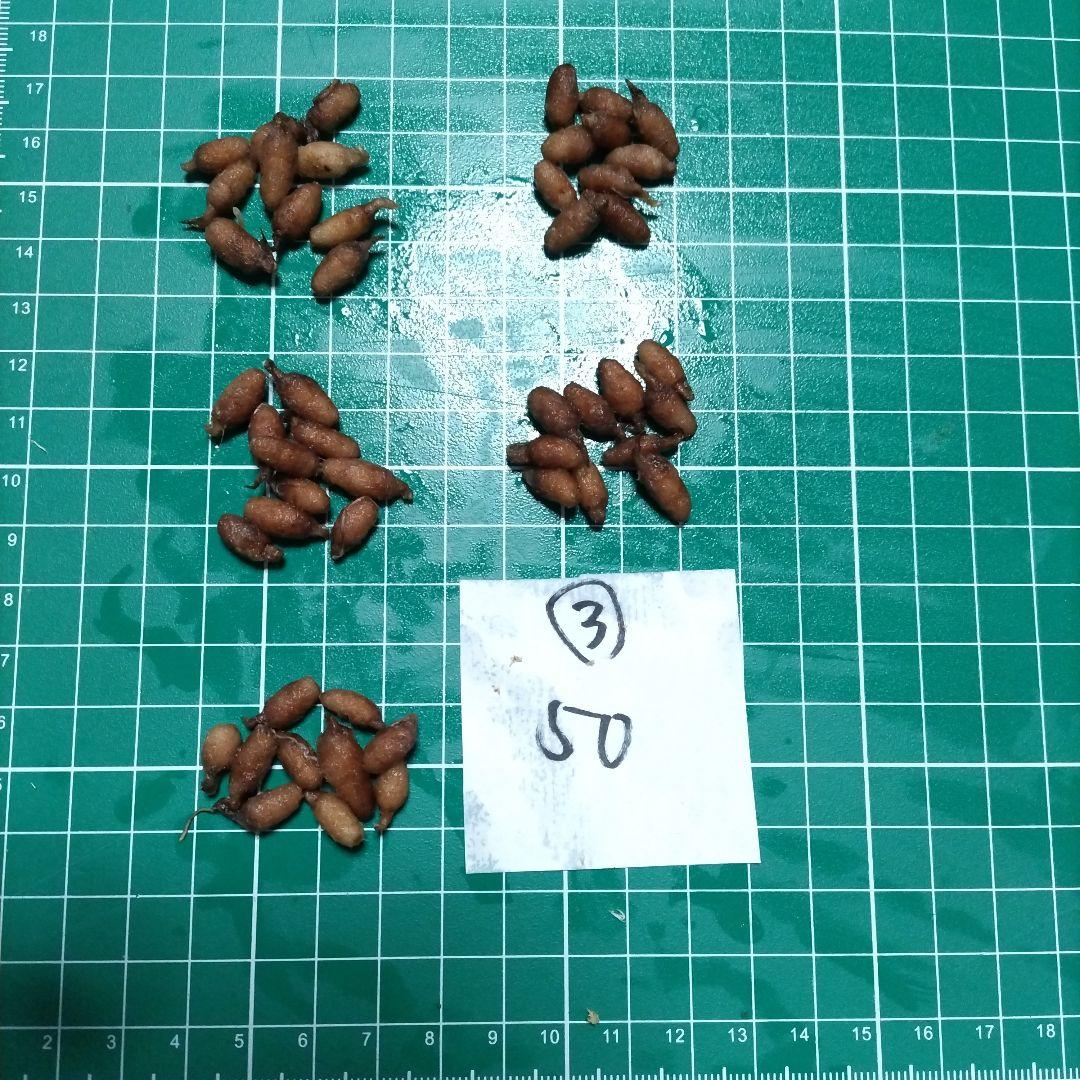 kimie chen　並　200個