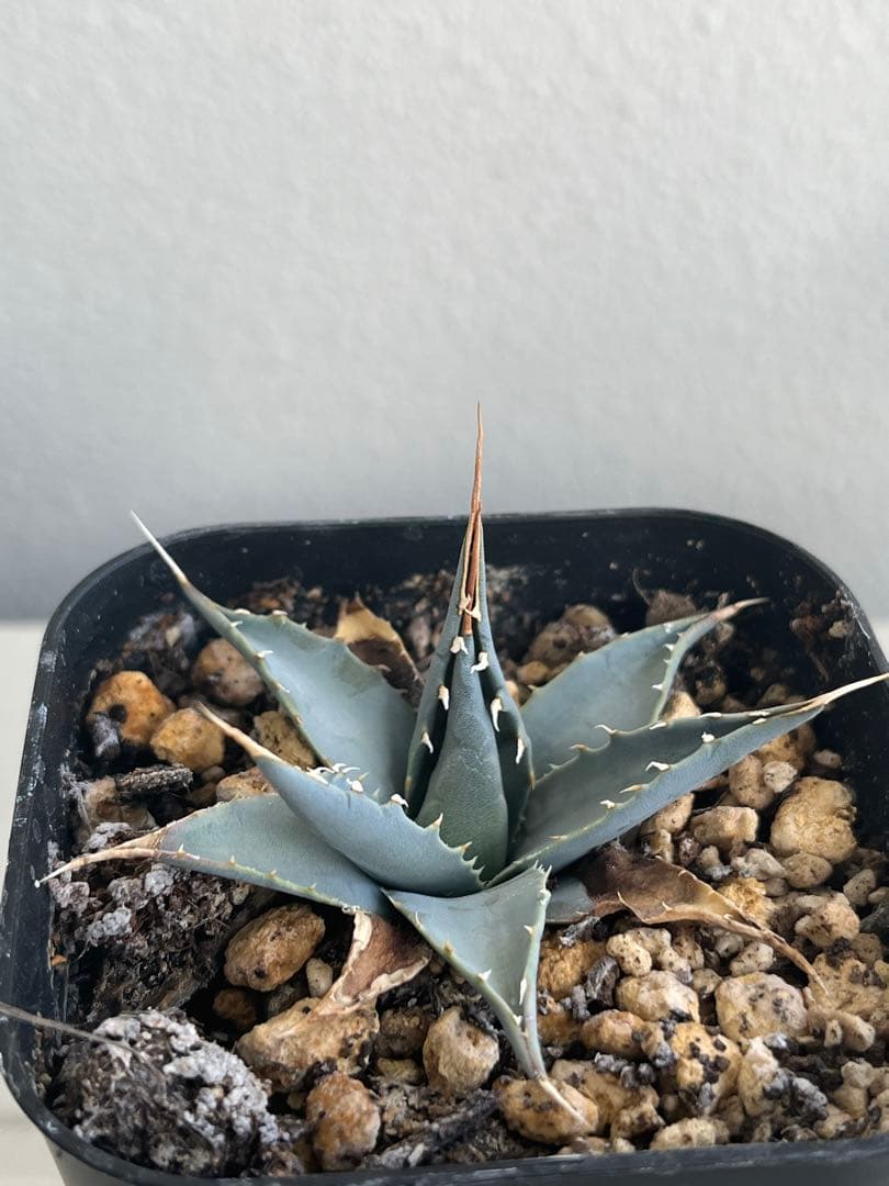 アガベ　エボリスピナ　陽炎　コークスクリュー　屋外栽培　A