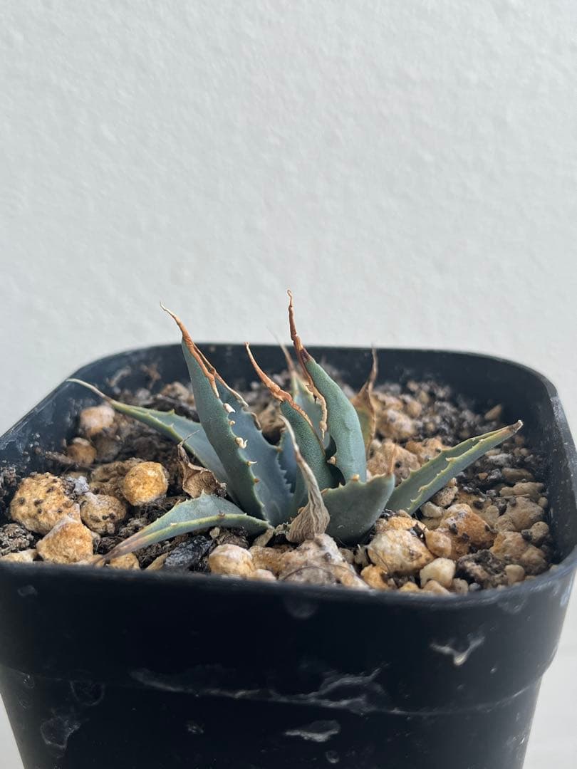 アガベ　エボリスピナ　陽炎　コークスクリュー　屋外栽培　A