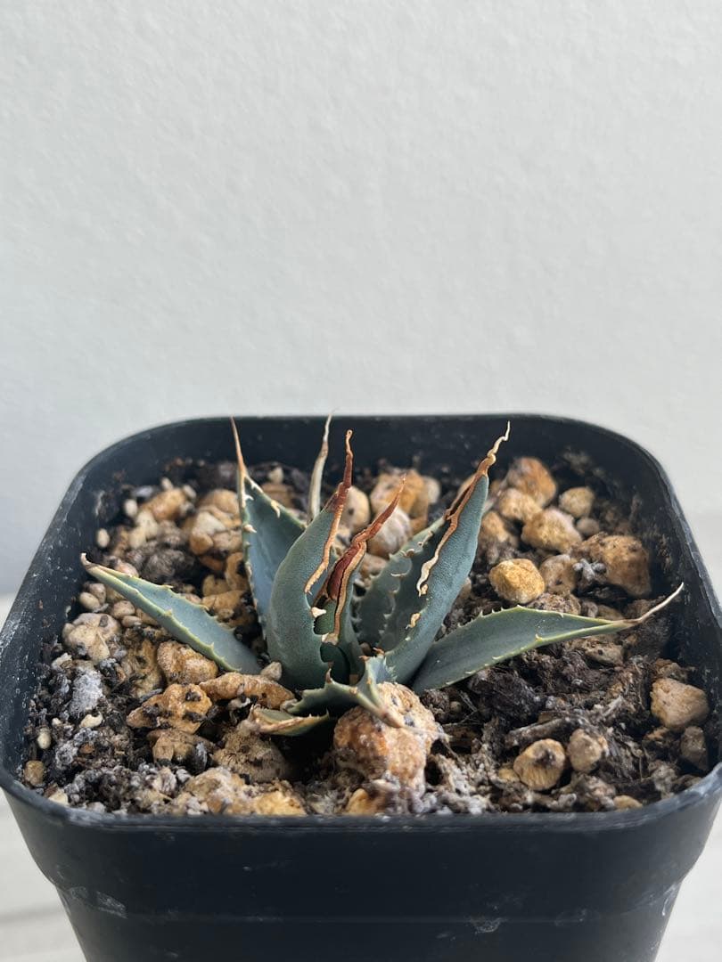 アガベ　エボリスピナ　陽炎　コークスクリュー　屋外栽培　A