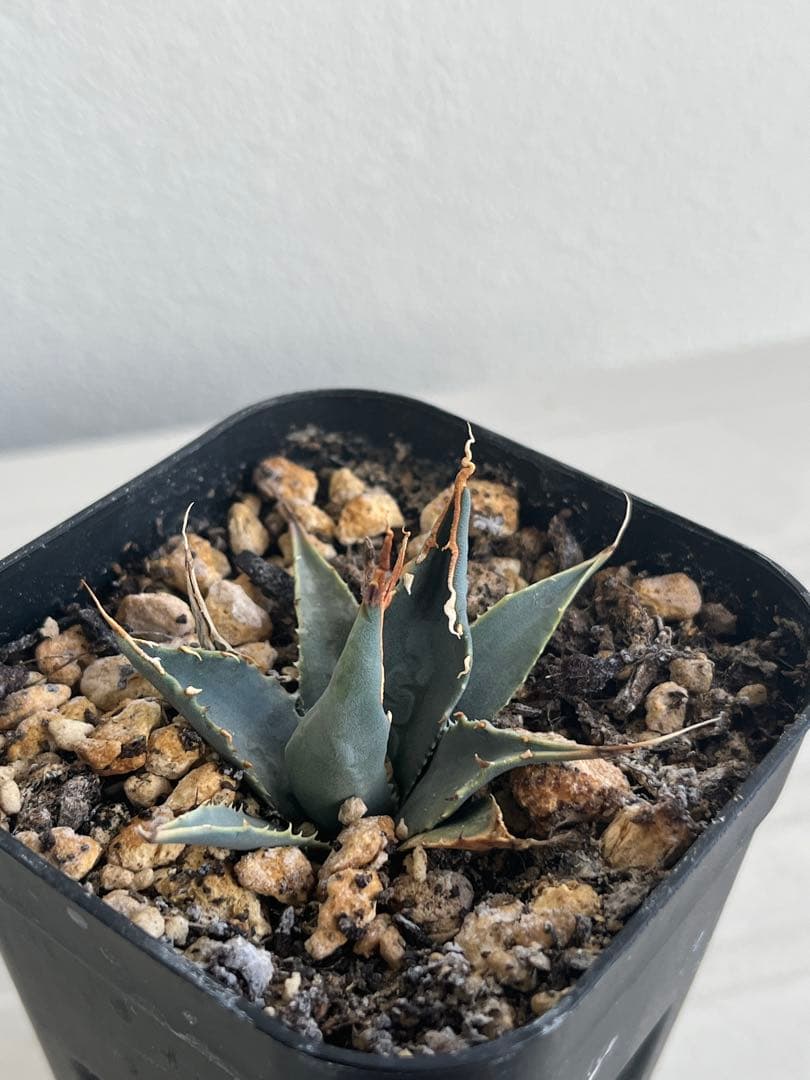 アガベ　エボリスピナ　陽炎　コークスクリュー　屋外栽培　A