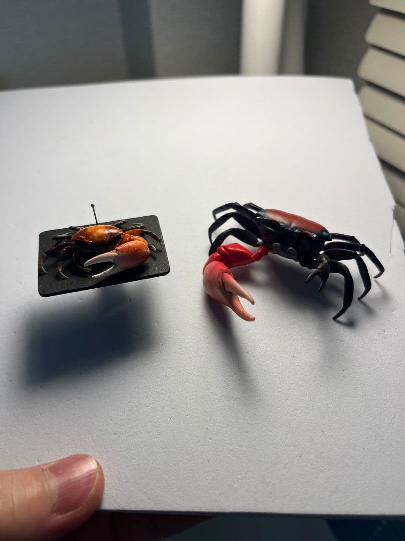 【色残抜群】ベニシオマネキ かに カニ 蟹 ガニ シャコ エビ ロブ 昆虫標本