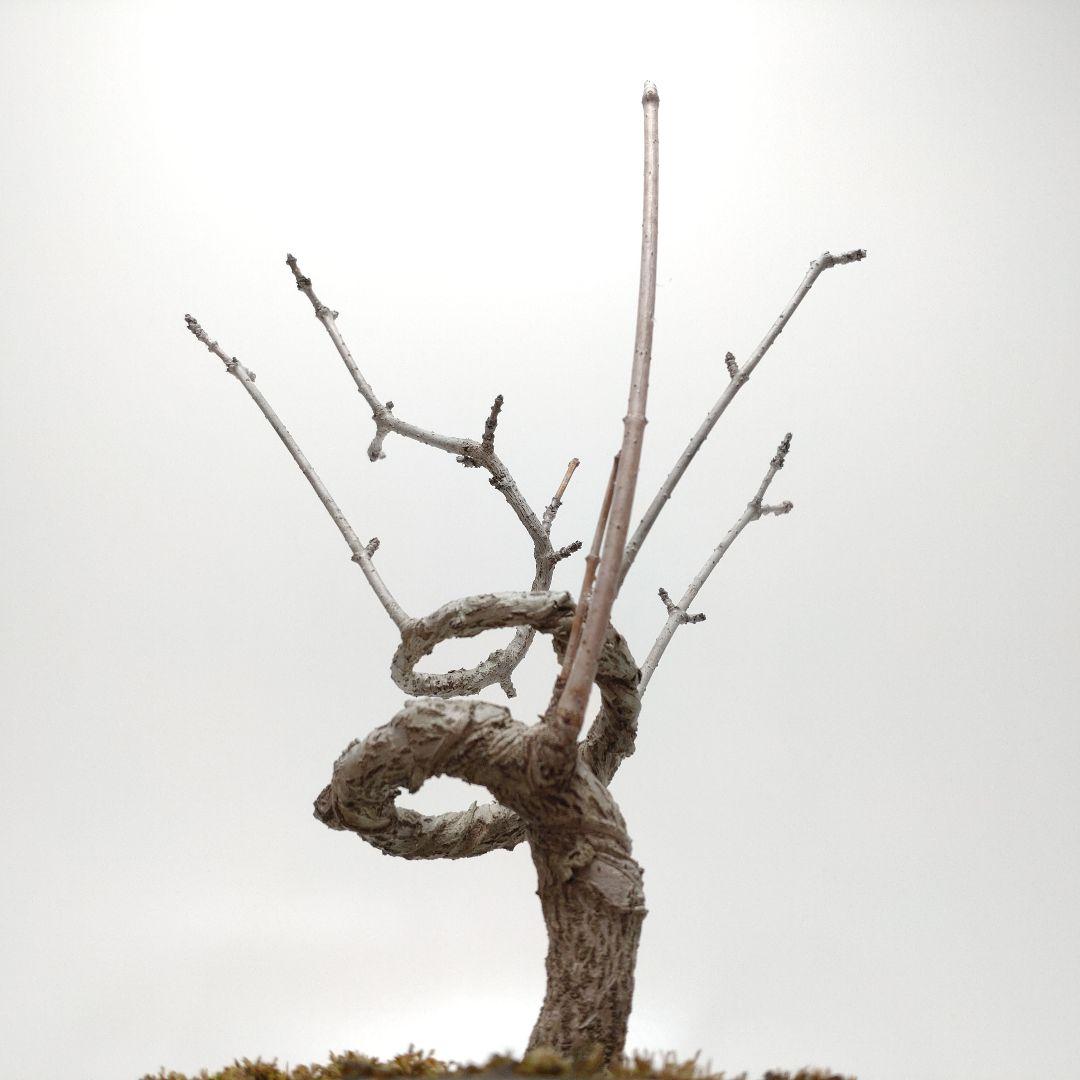 寒樹鹿子木楓（カラコギカエデ）盆栽 SS003