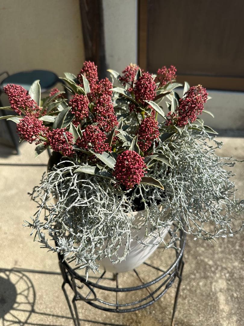 スキミアマジックマルロー