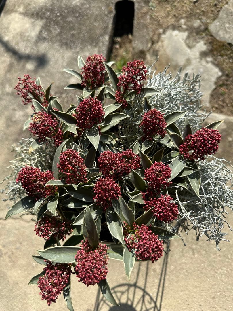 スキミアマジックマルロー