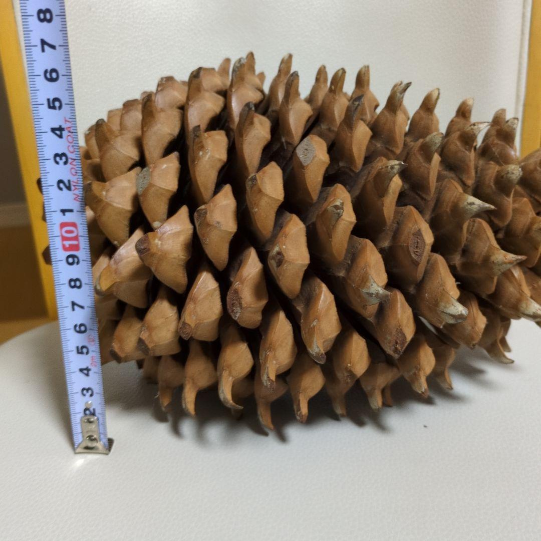 オオミマツ　巨大　松ぼっくり