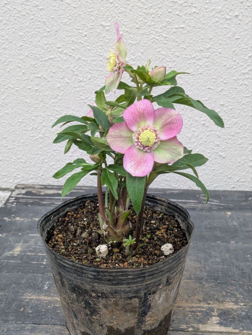 極美バイカラー！広瀬園芸 クリスマスローズ セミダブル★ピンク×ライムベイン