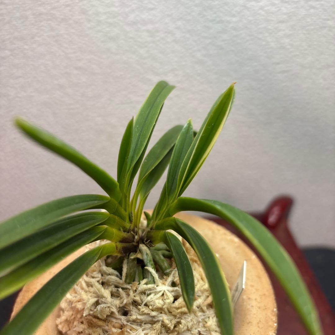 富貴蘭　風蘭　建国縞