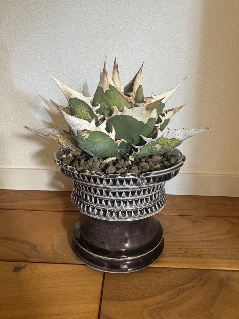 最終値下げ　アガベ　オアハカオテロイ　現地球　発根済　活着済　チタノタ