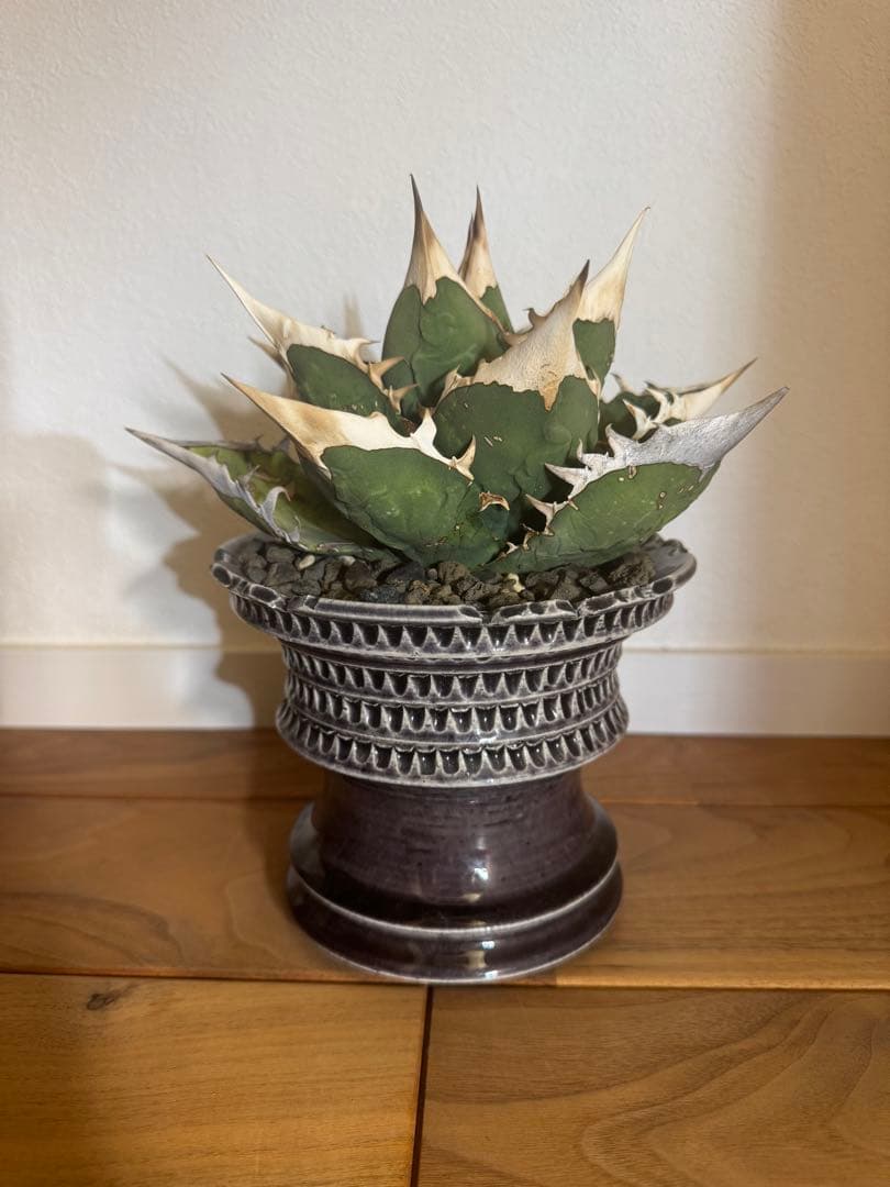 最終値下げ　アガベ　オアハカオテロイ　現地球　発根済　活着済　チタノタ