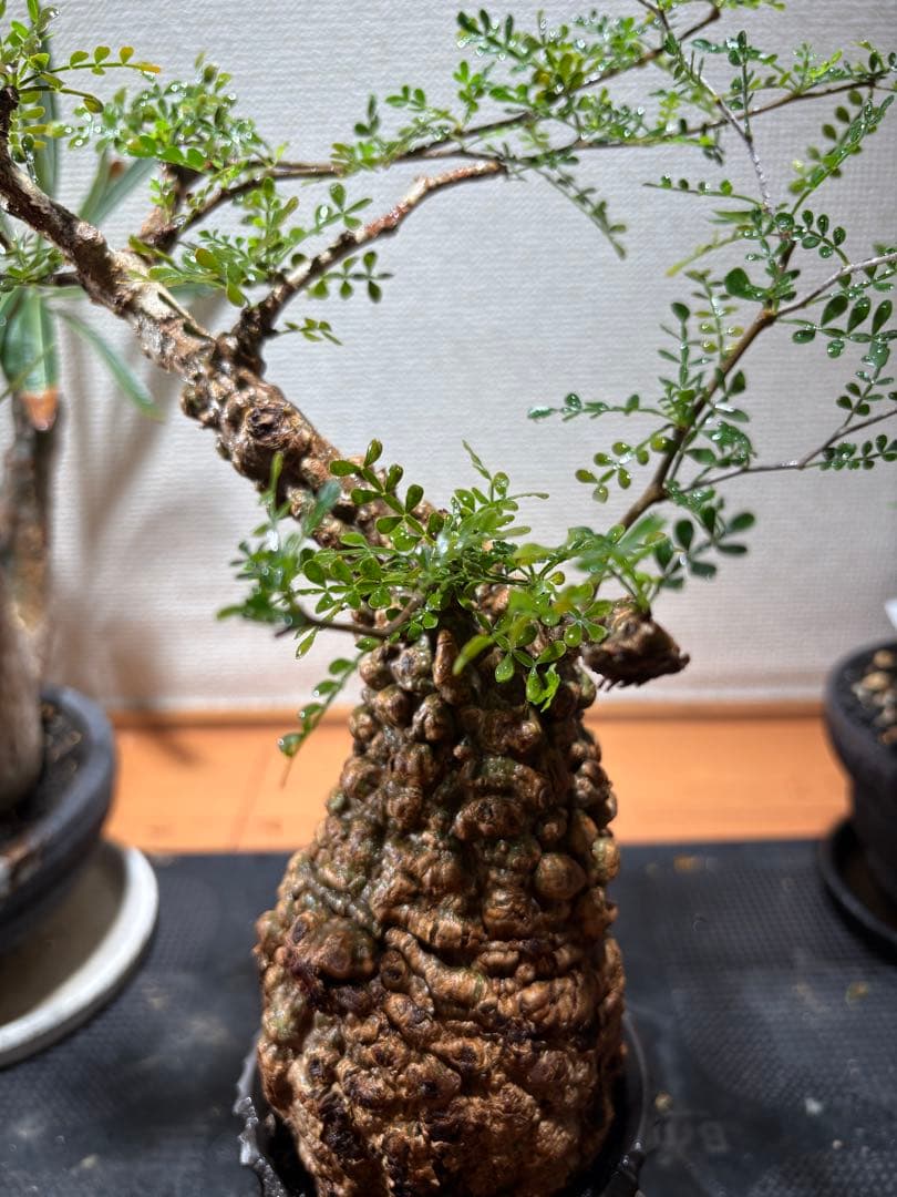 MK【発根済み】オペルクリカリア・パキプス