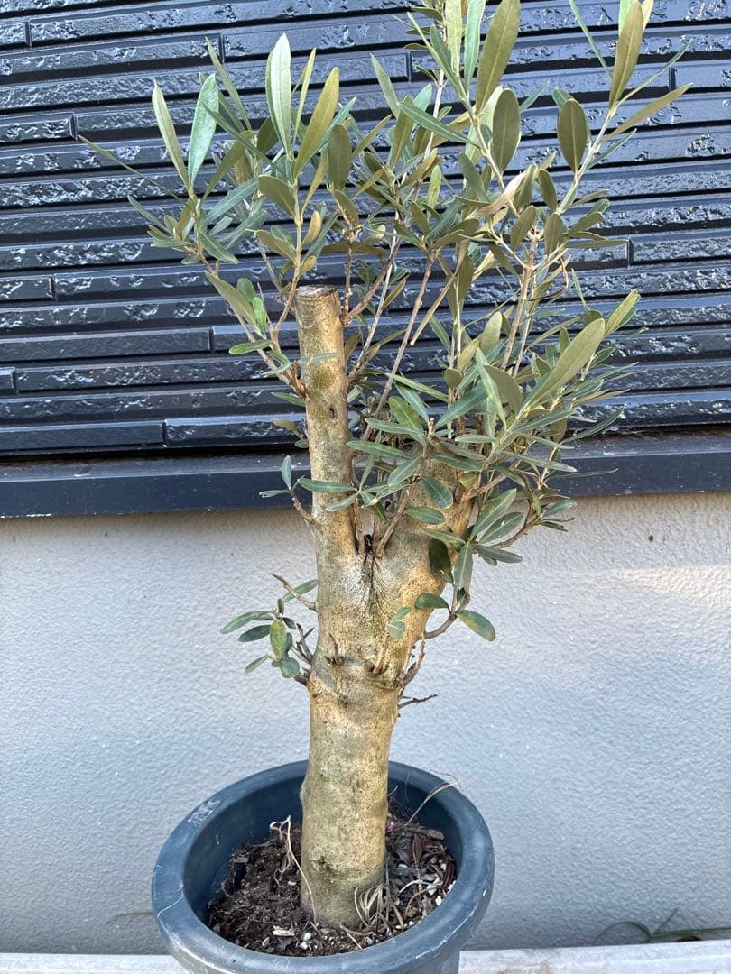 オリーブ　ミッション　太木　苗