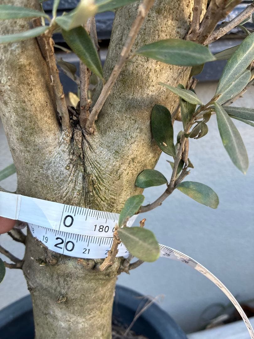 オリーブ　ミッション　太木　苗