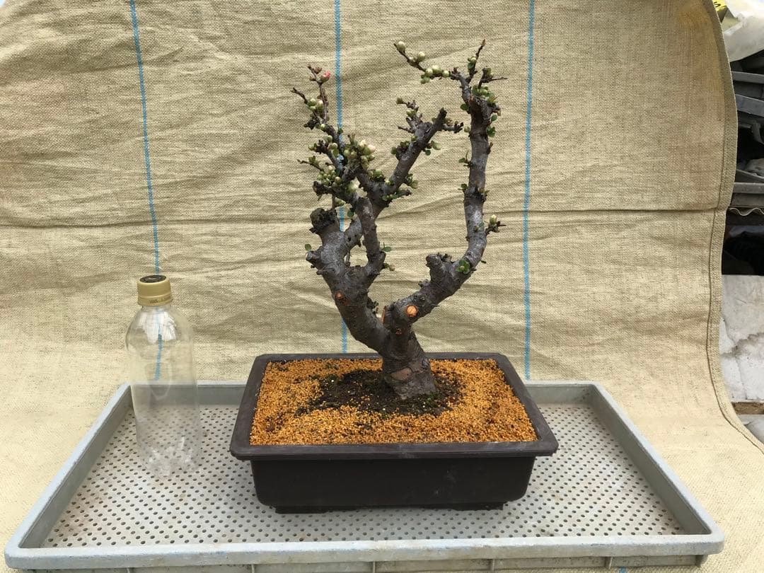 木瓜(ボケ)・放春花　安田錦　角鉢(咲分け保証品)①