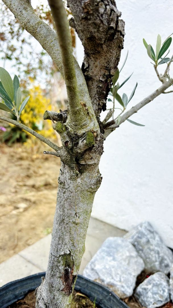 マ*ー様 超美形。古木 仕立てオリーブ シプレッシーノ1.7M(鉢底から)