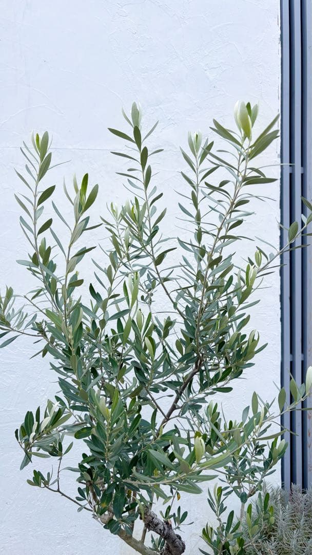 マ*ー様 超美形。古木 仕立てオリーブ シプレッシーノ1.7M(鉢底から)