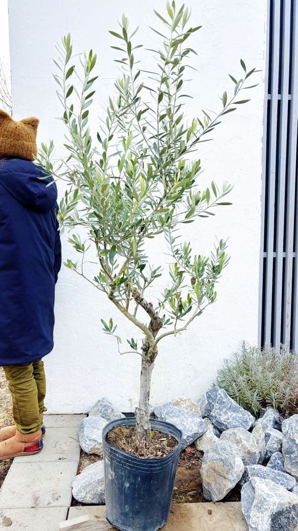 マ*ー様 超美形。古木 仕立てオリーブ シプレッシーノ1.7M(鉢底から)