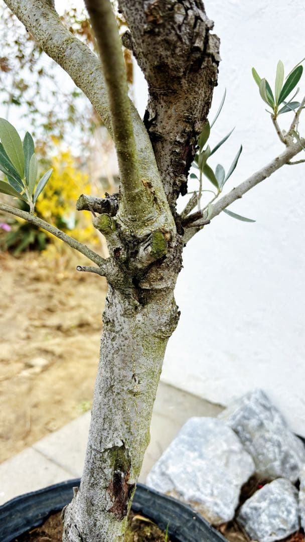 マ*ー様 超美形。古木 仕立てオリーブ シプレッシーノ1.7M(鉢底から)