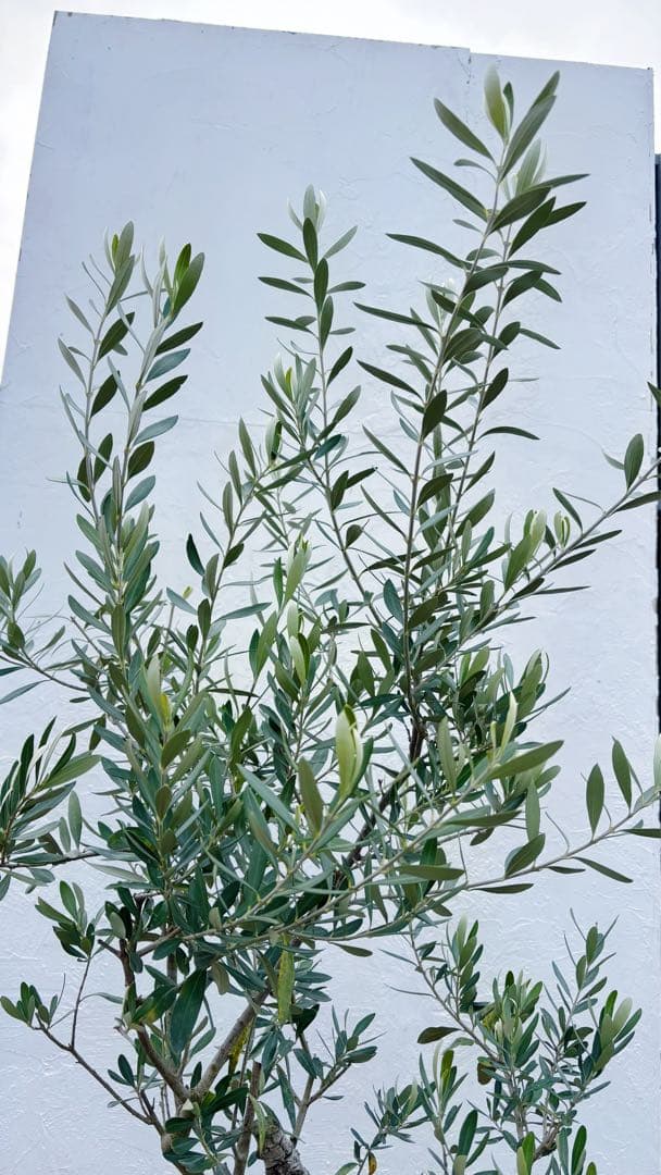 マ*ー様 超美形。古木 仕立てオリーブ シプレッシーノ1.7M(鉢底から)