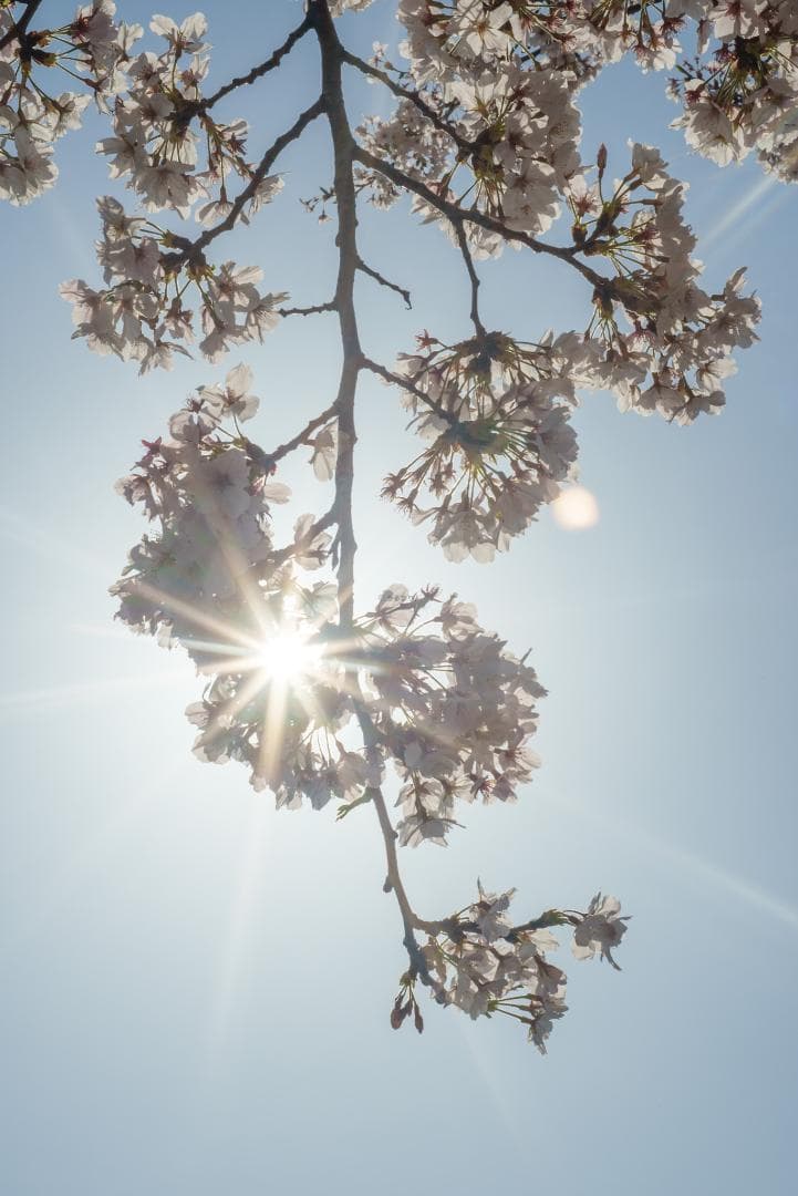 tadashi様　小西六 HEXAR 50mm F3.5 オールドレンズ