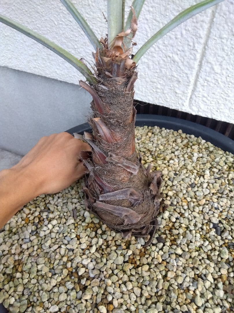 ブラヘア　カルカレア　シルバー　15号鉢つき　特大レア株❗売り切り特価❗