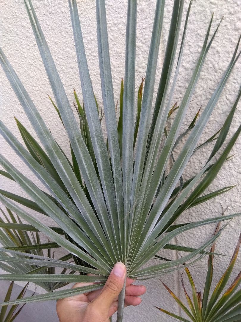 ブラヘア　カルカレア　シルバー　15号鉢つき　特大レア株❗売り切り特価❗