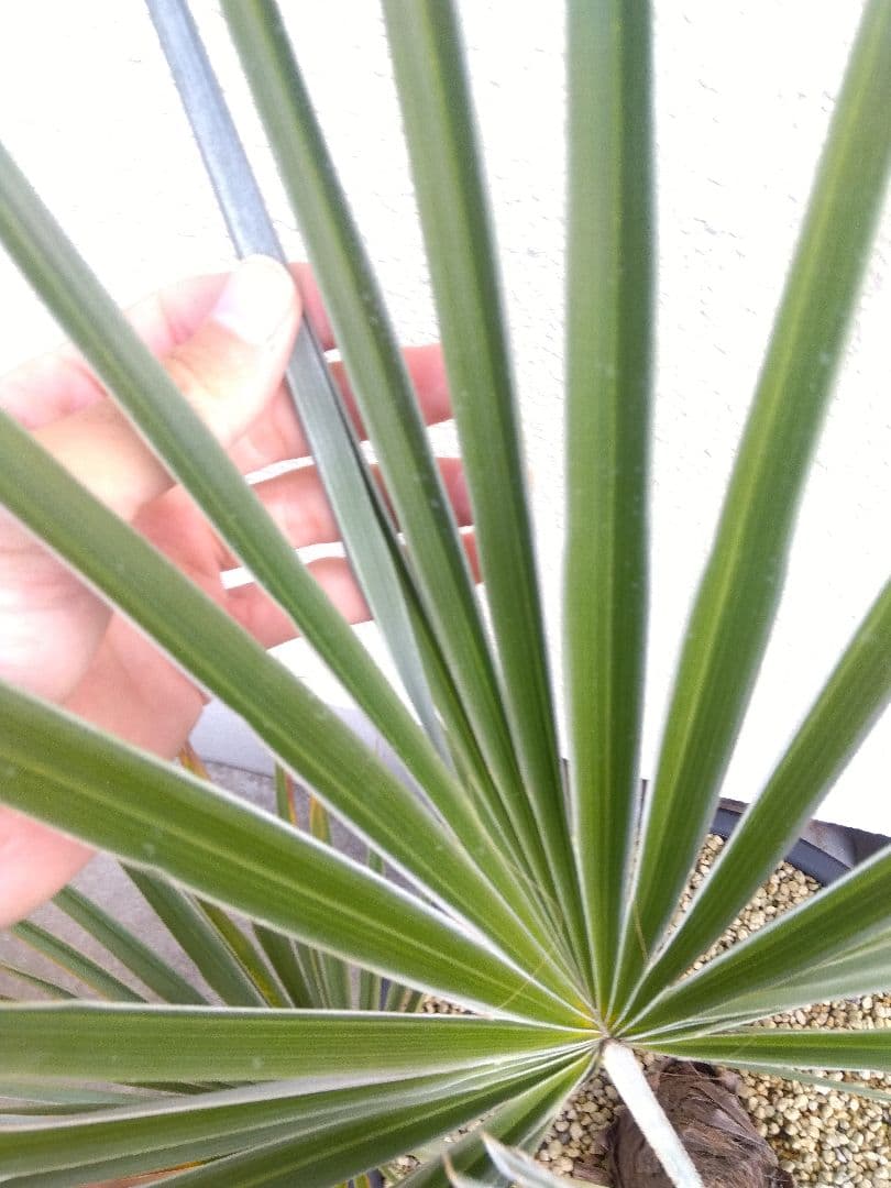 ブラヘア　カルカレア　シルバー　15号鉢つき　特大レア株❗売り切り特価❗