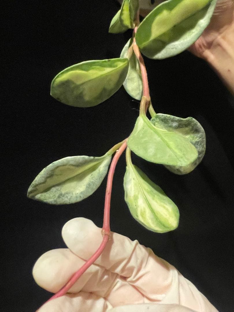 24時間セール中苗　レア　ホヤ アルゲンティア プリンセス サクララン　美株