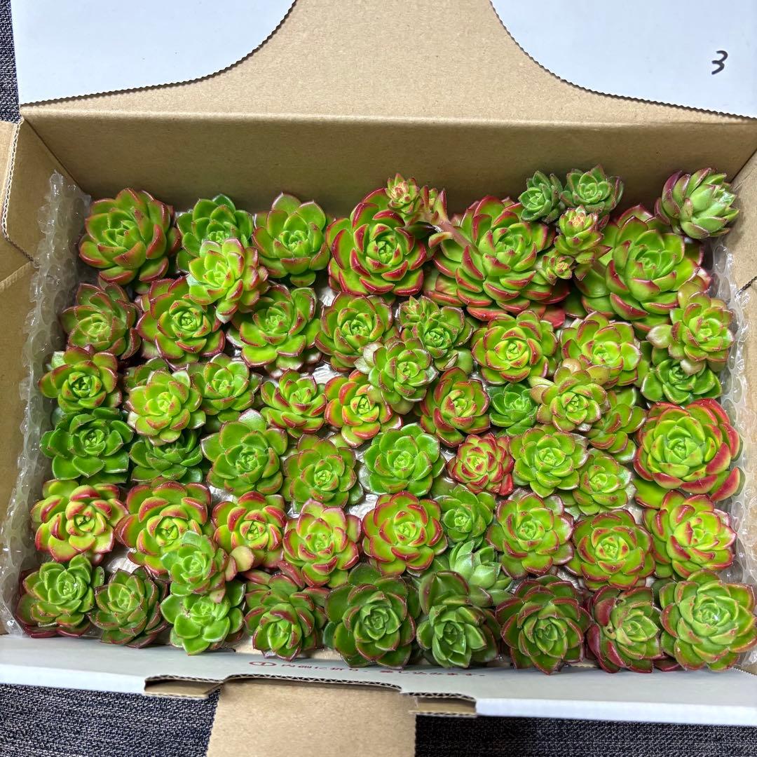 ☆彩乃助☆様 おまとめ追加用