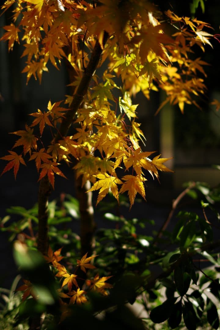 デジタルカメラ PENTAX K-3 Mark III + HD 20-40mm Limited