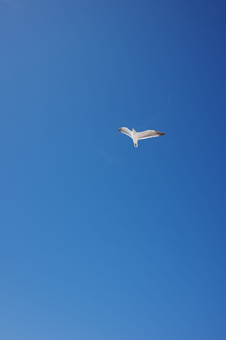 RICOH GR IV リコー GR4 フラッシュ GF-2 予備バッテリー付