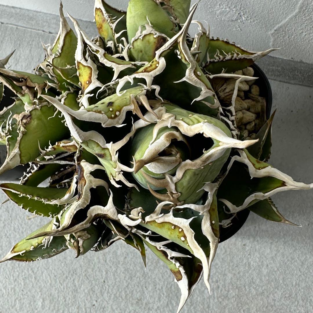 チタノタ シエラミクスティカ WTC セット ※バラ売り可能 検）冰雹、麻花龍