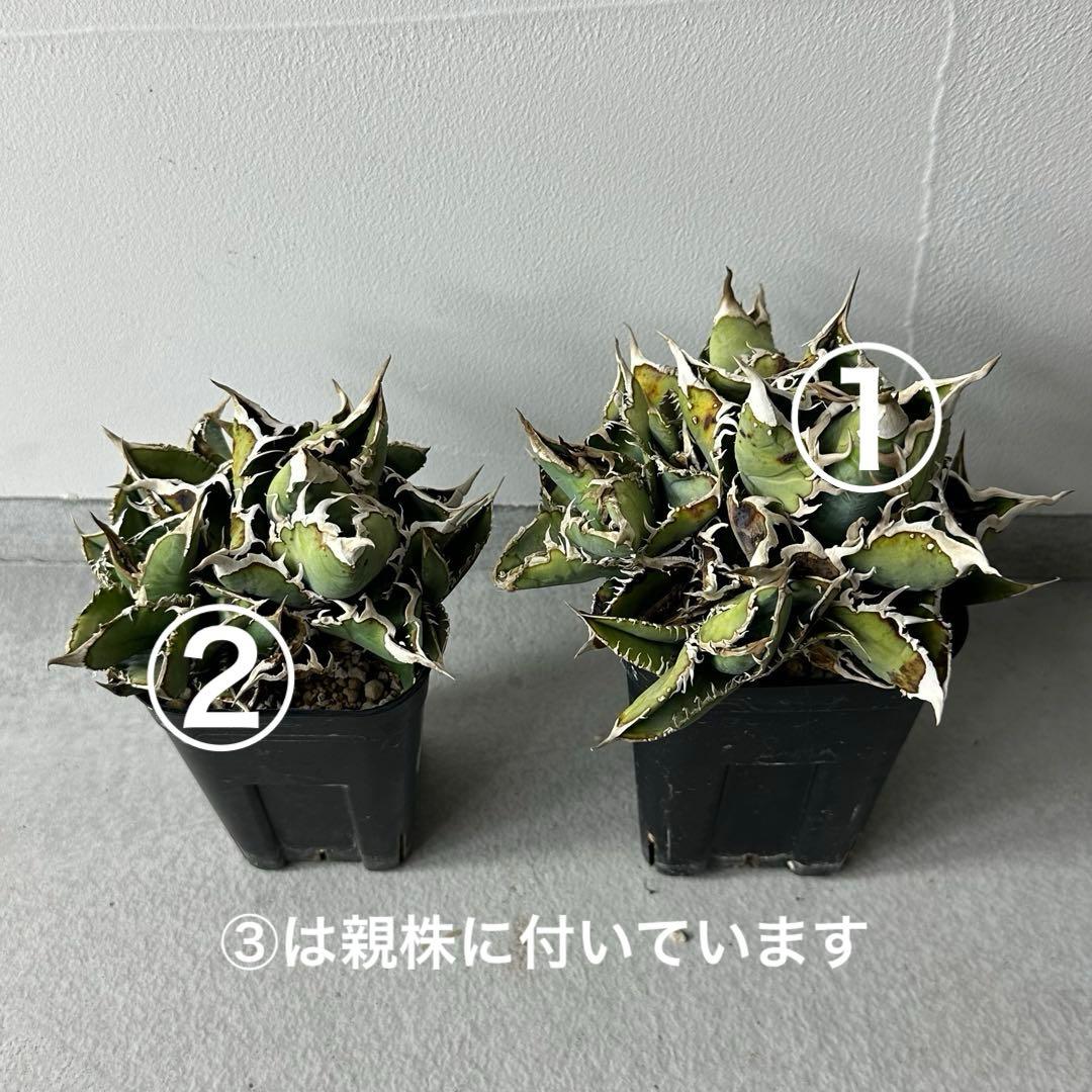 チタノタ シエラミクスティカ WTC セット ※バラ売り可能 検）冰雹、麻花龍