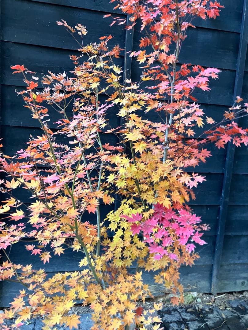 Poppopo　4 コハウチワカエデ