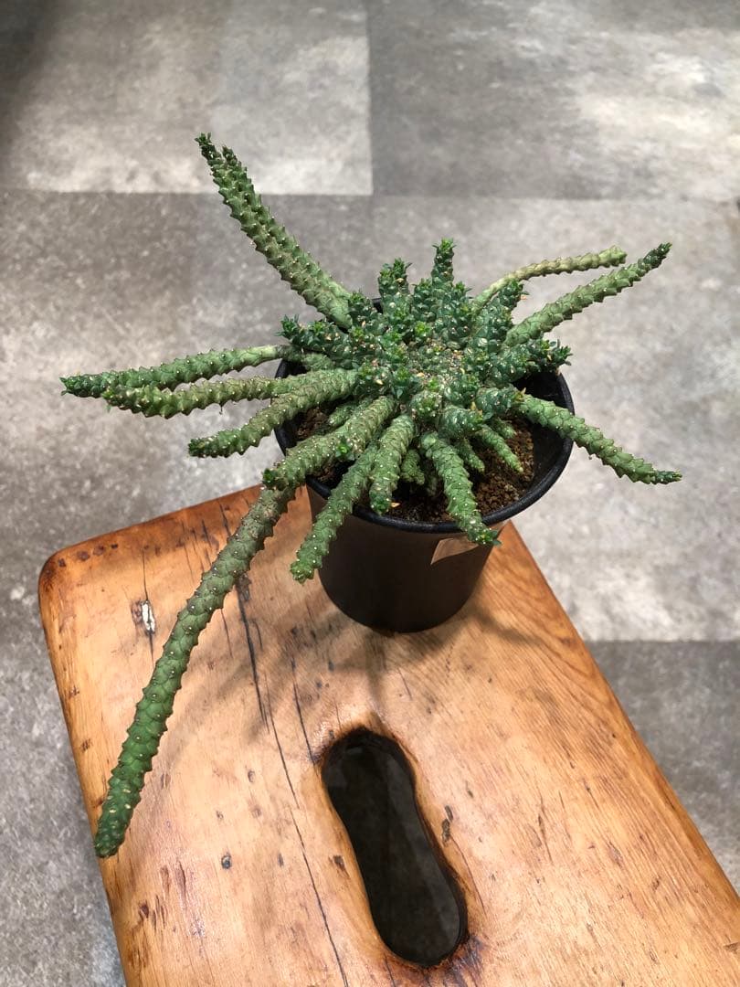 ユーフォルビア・ゴルゴニス