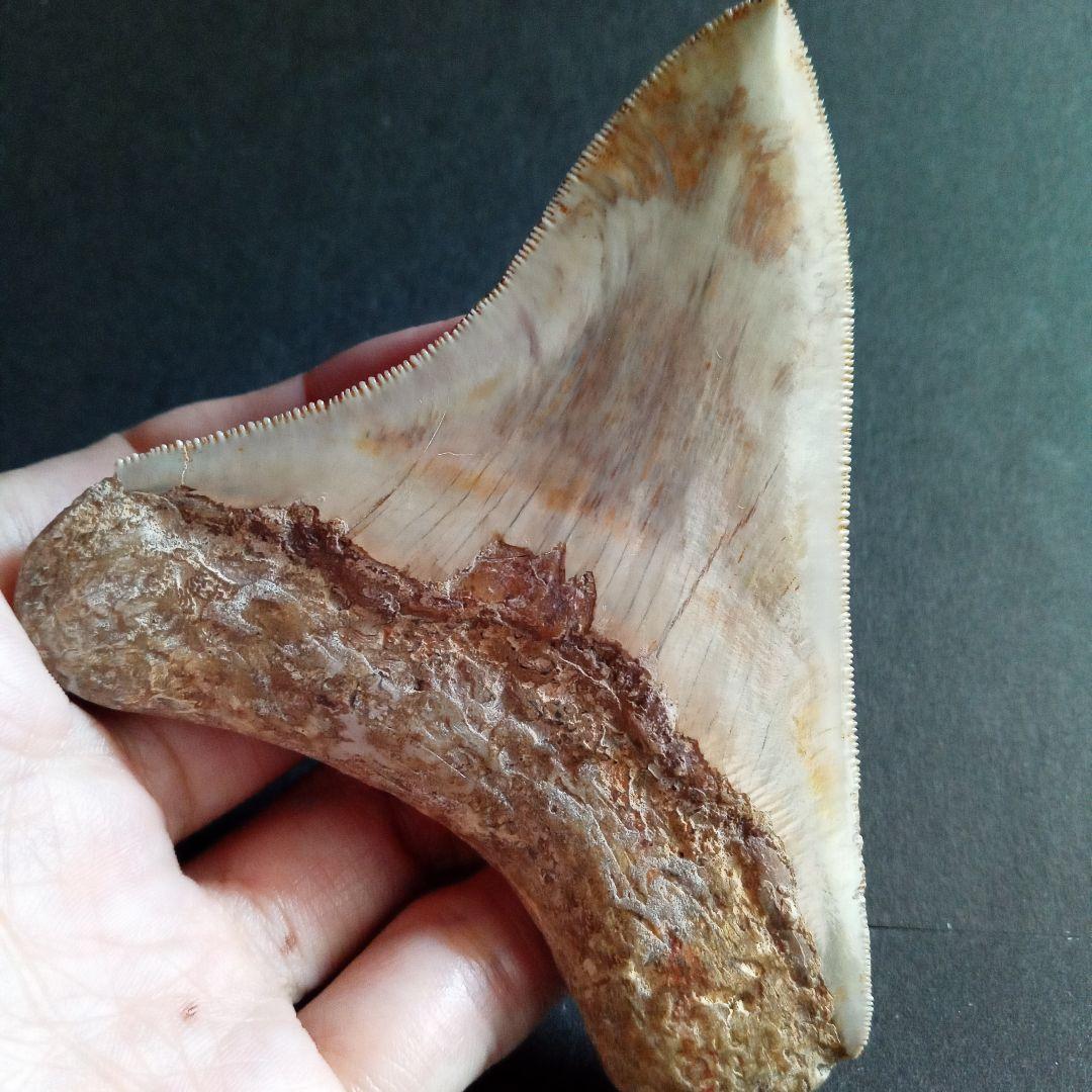 サメの歯化石　インドネシア　 メガロドン