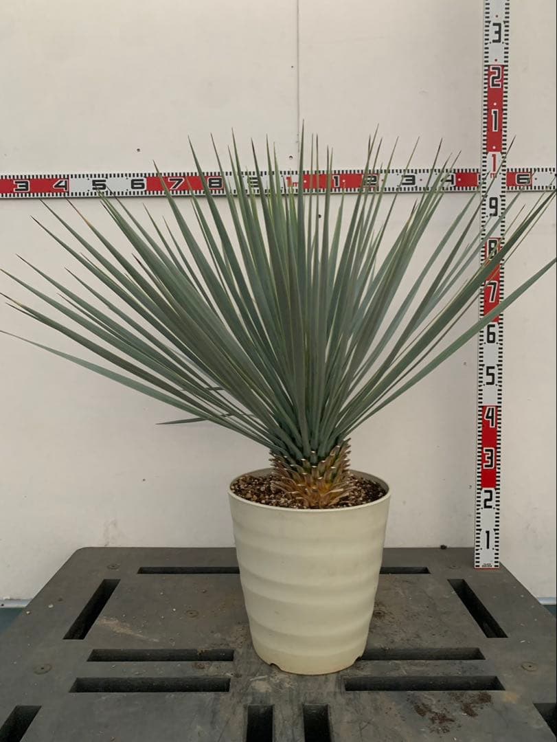 エ*ス様 ユッカ　ロストラータ　白鉢