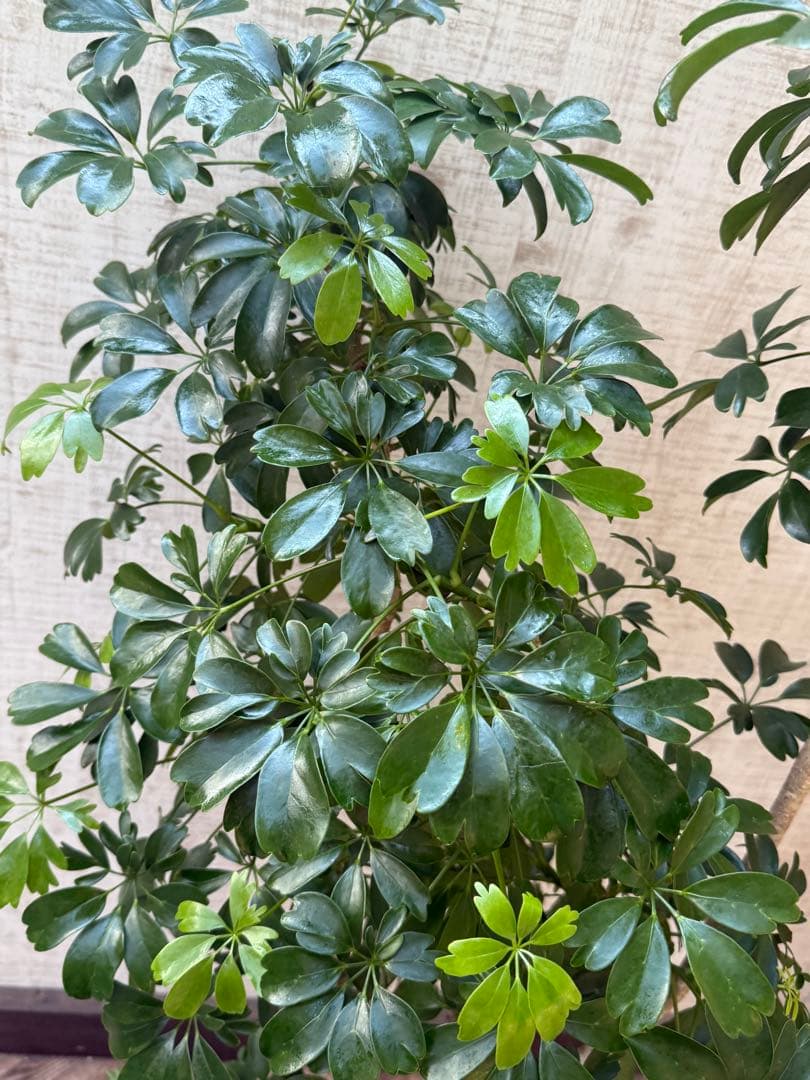 ☆ シェフレラ◦レナータ♪ 158cm リビングサイズ♪